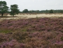 Balloerveld Drenthe